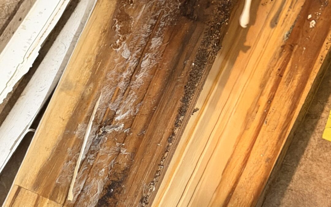 How to Know If Your Property Needs Mold Testing Before Repairs Begin: A Florida-Focused Checklist
